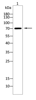BRD2 Antibody