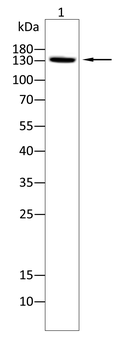 KDM6A Antibody