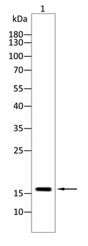 CRABP1 Antibody