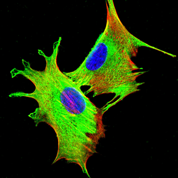CXCL11 Antibody