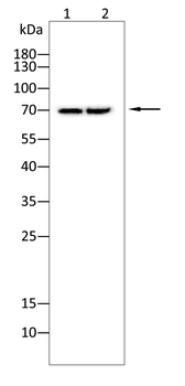 FTO Antibody