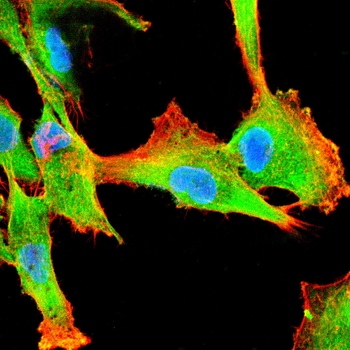 FGF7 Antibody