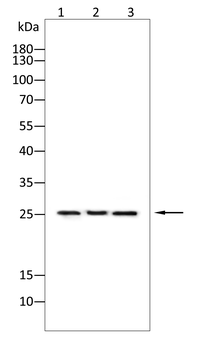 FGF7 Antibody
