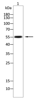 PNPLA2 Antibody