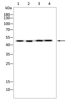 PNPLA2 Antibody