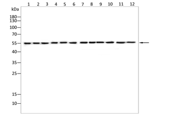 TOM1 Antibody