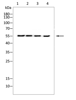 TOM1 Antibody