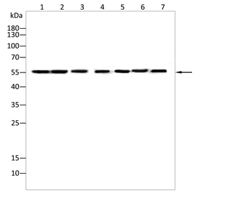 TOM1 Antibody