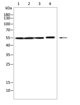 TOM1 Antibody