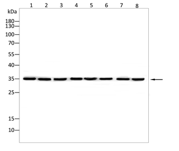 TREM2 Antibody