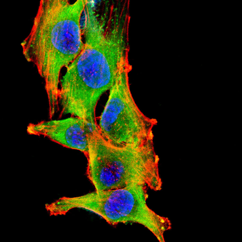 GAS6 Antibody