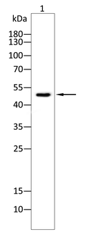 GAS6 Antibody