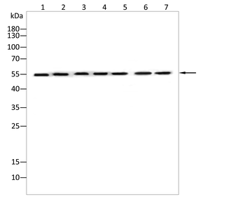 HTR3A Antibody