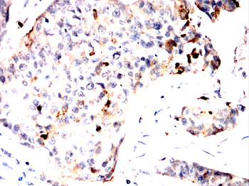 S100A9 Antibody