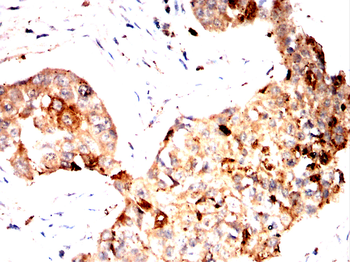 S100A9 Antibody