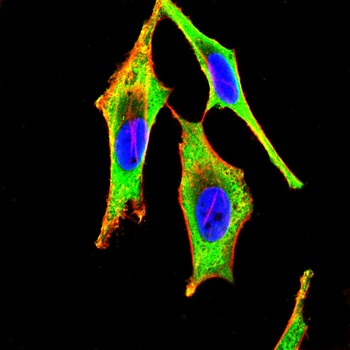 ANXA6 Antibody