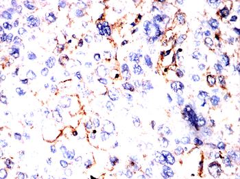 ANXA6 Antibody