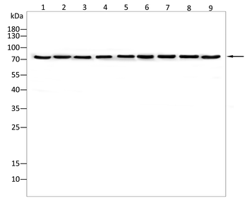 ANXA6 Antibody