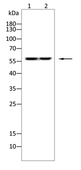 OLFM4 Antibody