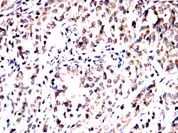 BHLHA15 Antibody