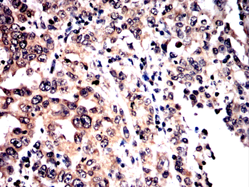 BHLHA15 Antibody