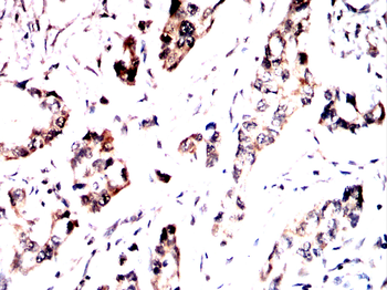 BHLHA15 Antibody