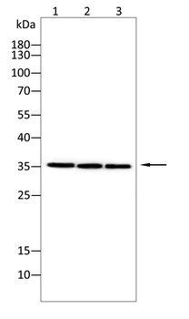 BHLHA15 Antibody