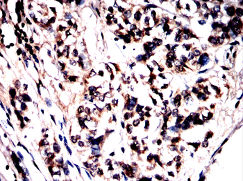 BHLHA15 Antibody