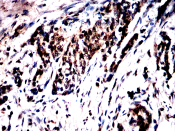BHLHA15 Antibody