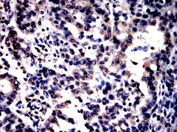 BHLHA15 Antibody