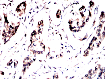 BHLHA15 Antibody