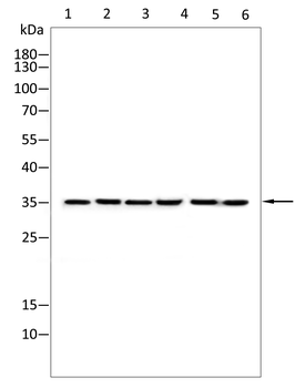 BHLHA15 Antibody