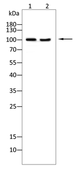 BCL11B Antibody