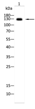 THBS1 Antibody