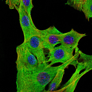 OPN1SW Antibody