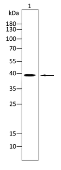 OPN1SW Antibody