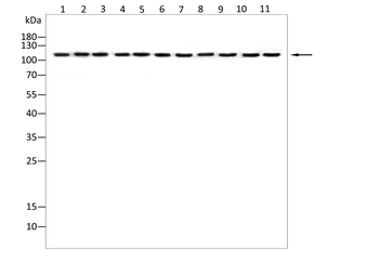 BCL11A Antibody