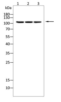 BCL11A Antibody