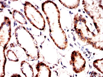 GRSF1 Antibody