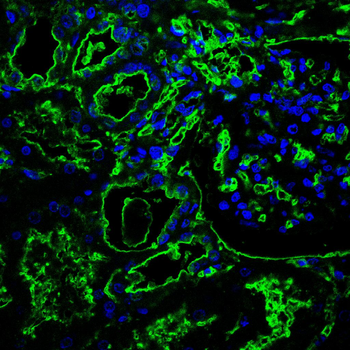 GRSF1 Antibody