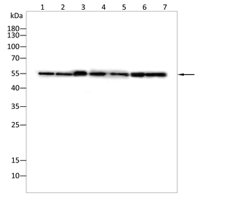 GRSF1 Antibody
