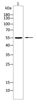 GRSF1 Antibody