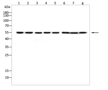 GRSF1 Antibody