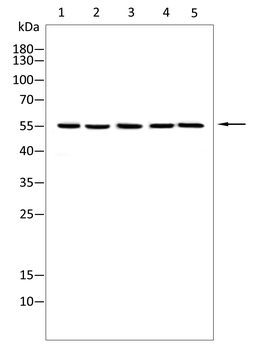 GRSF1 Antibody