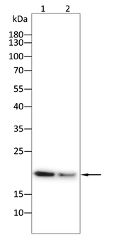 LYZ Antibody