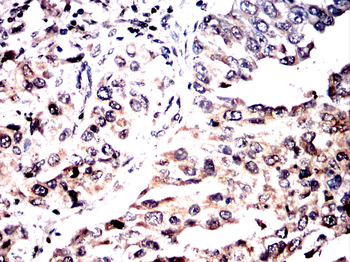 ARID3A Antibody