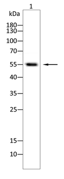 ARID3A Antibody