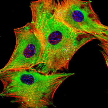 ARID3A Antibody