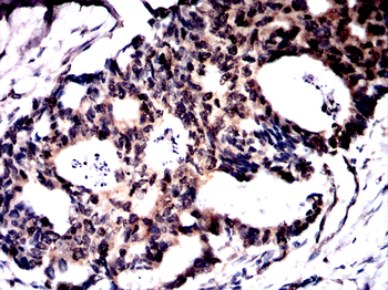 ARID3A Antibody