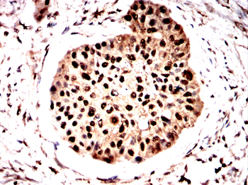 ARID3A Antibody